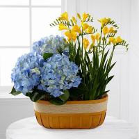 Cesto de Flores da Época em Amarelo e Azul
